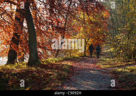 Quelques promenades le long de la rivière Wharfe sur un beau matin d'automne près de Barden dans Wharfedale, Yorkshire Banque D'Images