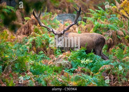 Red Deer (Cervus elaphus) Banque D'Images