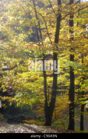 L'automne dans le bois de hêtre, Pipers Hill, Hanbury, Worcestershire. Banque D'Images