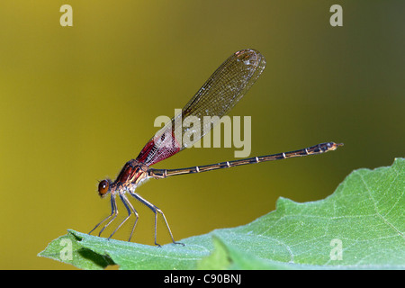 Cuisine américaine Rubyspot Hetaerina americana (Demoiselle) Banque D'Images