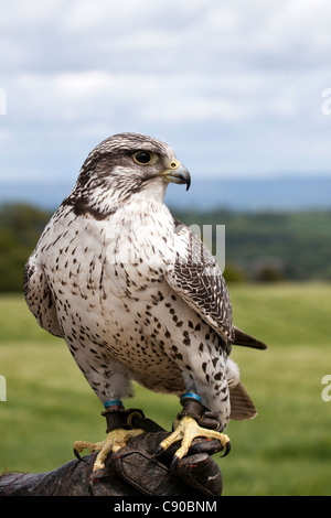 Le Faucon gerfaut (Falco rusticolus Banque D'Images