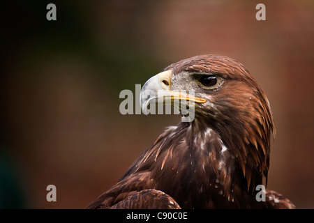 L'Aigle royal - Aquila chrysaetos Banque D'Images