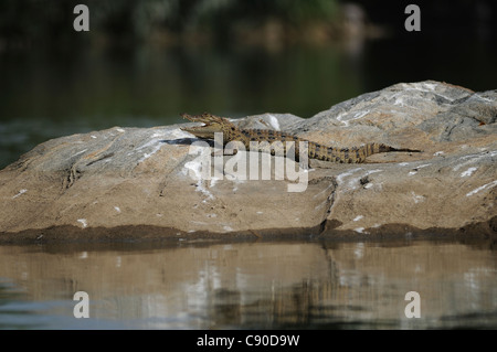 Un jeune Crocodile des marais ('Mugger') au soleil avec mâchoires ouvertes sur un rocher dans la rivière Cauvery Banque D'Images