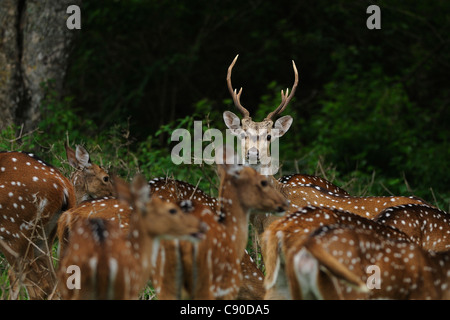 Spotted Deer stag (Axis axis) à la recherche d'un troupeau au milieu de la Réserve de tigres à Bandipur, Inde Banque D'Images