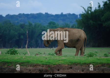 Femelle adulte éléphant asiatique sur les rives de la rivière Donets en eaux troubles de Nagarahole National Park, Inde Banque D'Images