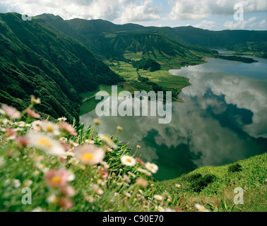 Fleurs sauvages au précipice de Lagoa Azul, Caldeira das Sete Cidades, partie occidentale de l'île de São Miguel, Açores, Portugal Banque D'Images