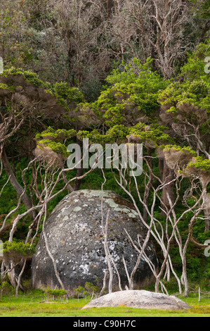 Les roches de granit à marée en rivière, Wilsons Promontory National Park, Victoria, Australie Banque D'Images