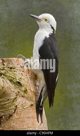 White Woodpecker (Melanerpes candidus) Banque D'Images