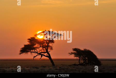 Umbrella Thorn Acacia au lever du soleil, Etosha, Namibie, Afrique Banque D'Images