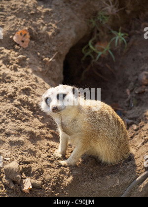 Cute cat sitting in front of it's burrow et regardant la caméra Banque D'Images