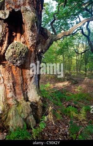 Sherwood Forest National Nature Reserve, Lancashire, England, UK Banque D'Images