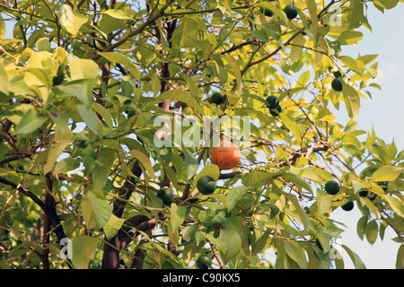 Arbre Orange dans les rues d'Athènes avec un mûr (orange) et de nombreux fruits pas mûrs (vert) Banque D'Images