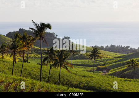 Plantation de canne à sucre, Chamarel, Ile Maurice, Afrique du Sud Banque D'Images