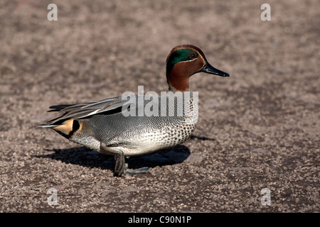 Teal - Norfolk, Angleterre Banque D'Images