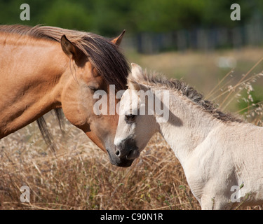 Cheval Sorraia race rare animal Portugal Europe Banque D'Images