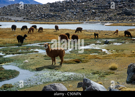 L'alpaga et le lama sont regroupés en troupeaux sur les hauts plateaux des Andes comme animaux domestiqués qui fournissent de la viande et de la laine ou du lait Banque D'Images