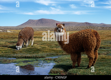 L'alpaga et le lama sont regroupés en troupeaux sur les hauts plateaux des Andes comme animaux domestiqués qui fournissent de la viande et de la laine ou du lait Banque D'Images