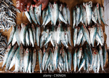 Avec du poisson au marché Darajani poissons, Stonetown, Zanzibar City, Zanzibar, Tanzania, Africa Banque D'Images