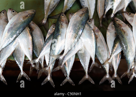 Poisson à poissons au marché Darajani monger, Stonetown, Zanzibar City, Zanzibar, Tanzania, Africa Banque D'Images