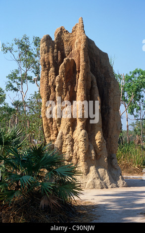 Les termites sont des insectes qui construisent de grands eusociale mounds incorporant des colonnes à refroidir et de joindre leurs nids pour l'élevage. L Banque D'Images