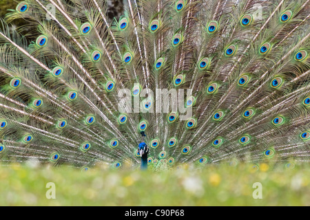 Pavo cristatus paon, affichant à un zoo, l'Inde, l'Asie Banque D'Images