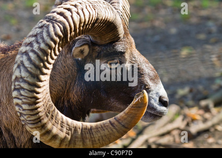 Portrait d'un mouflon Argali Ovis ammon,,, Bavaria, Germany, Europe Banque D'Images