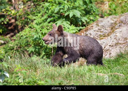 Les jeunes ours brun, Ursus arctos, Parc National de la forêt bavaroise, Bavaria, Bavaria, Germany, Europe, captive Banque D'Images