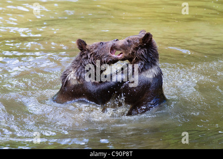 Les jeunes ours brun jouant dans l'eau, l'Ursus arctos, Parc National de la forêt bavaroise, Bavaria, Bavaria, Germany, Europe Banque D'Images