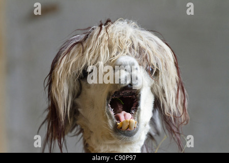 Lama pacos, alpaga avec drôle hairstyle dans un zoo, les Andes, en Amérique du Sud, Amérique Latine Banque D'Images