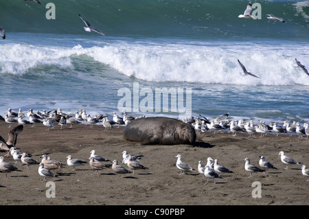 Otaries à Ragged Point Highwy 1, Pacific Rim, en Californie, USA, Amérique Latine Banque D'Images