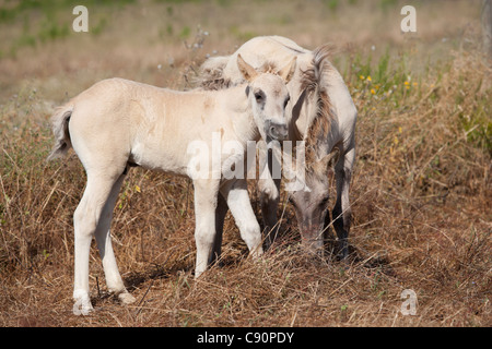 Cheval Sorraia race rare animal Portugal Europe Banque D'Images