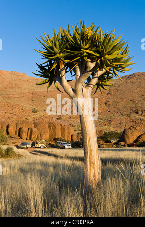 Aloe dichotoma Quiver Tree à un camping à la ferme Koiimasis Tiras Mountains Namibie Banque D'Images