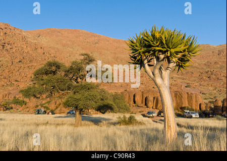 Aloe dichotoma Quiver Tree à un camping à la ferme Koiimasis Tiras Mountains Namibie Banque D'Images