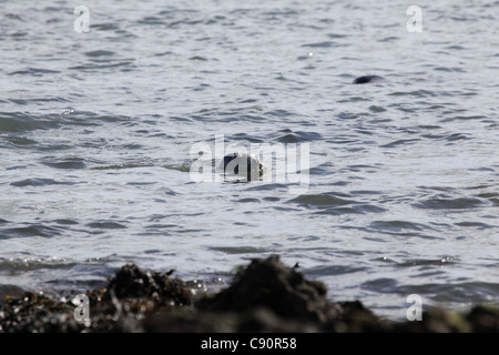 Phoque gris (Halichoerus grypus), Ravenscar, East Yorkshire Coast Banque D'Images