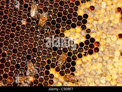 Travail sur nid d'abeille insectes vue rapprochée Banque D'Images