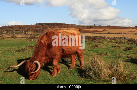 Highland le pâturage du bétail dans le Peak District Banque D'Images