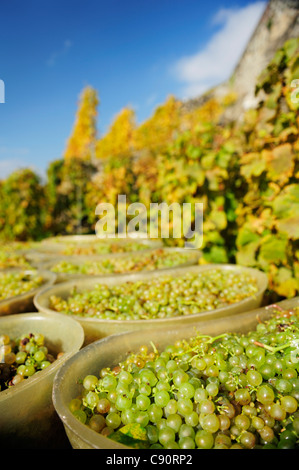 Raisins de barils au cours de vendanges, le lac Léman, terrasses de Lavaux, classé au Patrimoine Mondial de l'UNESCO Lavaux Terrac Banque D'Images