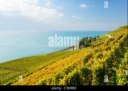 Vignoble avec lac de Genève à la lumière du soleil, le lac Léman, Lavaux Terrasses, Site du patrimoine mondial de l'Lavaux Ter Banque D'Images