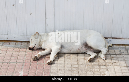 Vieux chien blanc gras et dormir dans la rue Banque D'Images