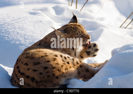 Lynx dans la neige, Parc National de la forêt bavaroise, Bavaria, Germany, Europe Banque D'Images