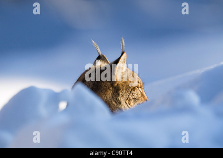 Lynx dans la neige, Nationalpark Bayerischer Wald, Bavaria, Germany, Europe Banque D'Images