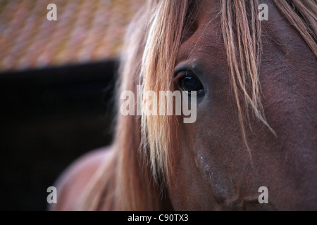 Close-up view of Suffolk Punch horse's eye, Suffolk, UK Banque D'Images