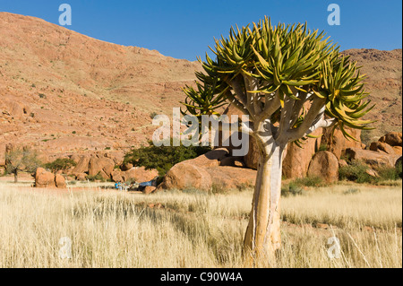 Aloe dichotoma Quiver Tree à un camping à la ferme Koiimasis Tiras Mountains Namibie Banque D'Images