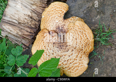 Polyporus squamosus, support champignons poussant sur une souche d'arbre Banque D'Images