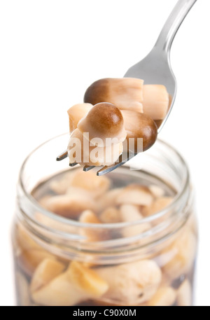 Champignons comestibles gris métal en salé fourche isolated on white Banque D'Images