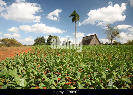 Plantation de tabac avec une chambre de séchage à l'arrière-plan dans la vallée de Vinales, Cuba. Banque D'Images