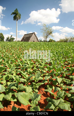 Plantation de tabac avec une chambre de séchage à l'arrière-plan dans la vallée de Vinales, Cuba. Banque D'Images