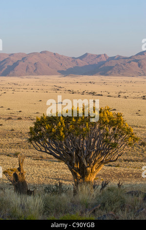 Le Koiimasis Quiver Tree Farm Tiras Mountains Namibie Banque D'Images