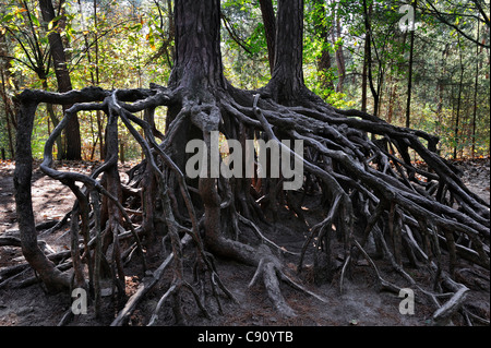 Les racines exposées des arbres de pin en raison de l'érosion du sol dans la forêt de Kabouterberg à Kasterlee, Belgique Banque D'Images