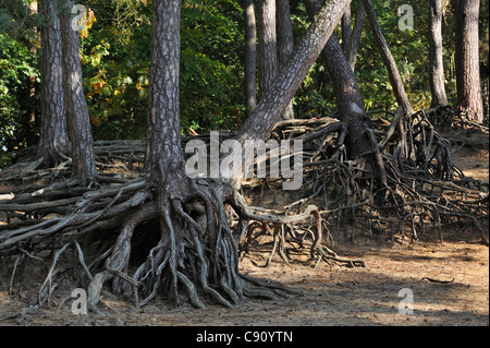 Les racines exposées des arbres de pin en raison de l'érosion du sol dans la forêt de Kabouterberg à Kasterlee, Belgique Banque D'Images